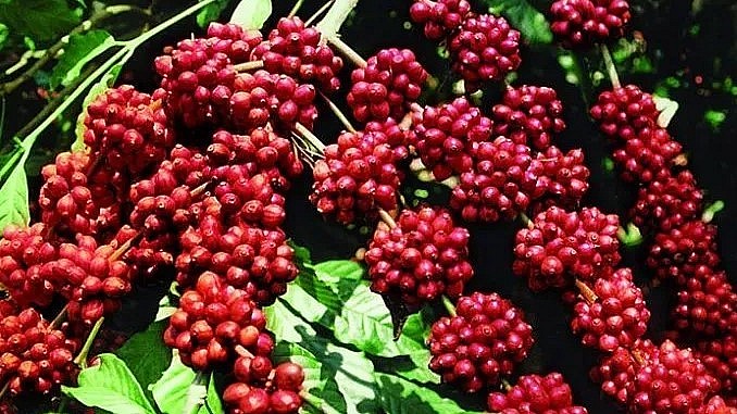 Giá nông sản hôm nay (01/6), cà phê arabica quay đầu tăng 0,88% lên mức 178,65 US cent/pound. Trong khi sắc đỏ vẫn bao trùm sàn kỳ hạn robusta. Giá nông sản hôm nay (01/6), cà phê arabica quay đầu tăng 0,88% lên mức 178,65 US cent/pound. Trong khi sắc đỏ vẫn bao trùm sàn kỳ hạn robusta.