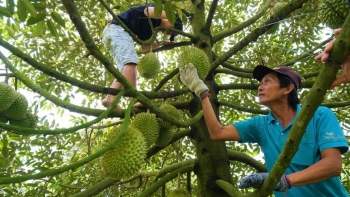 Trung Quốc đẩy mạnh thu mua sầu riêng, Việt Nam phát huy lợi thế cạnh tranh đón sóng xuất khẩu