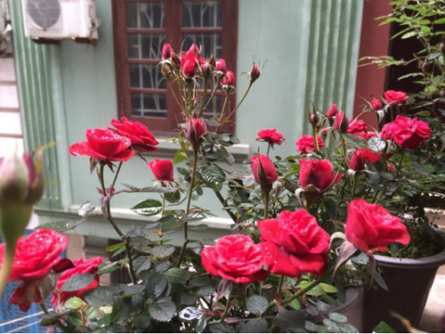Trồng hoa hồng ban công có 4 “nỗi sợ”, tránh được chồi mới mọc tua tủa, hoa nở rộ
