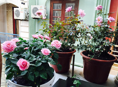 Trồng hoa hồng ban công có 4 “nỗi sợ”, tránh được chồi mới mọc tua tủa, hoa nở rộ