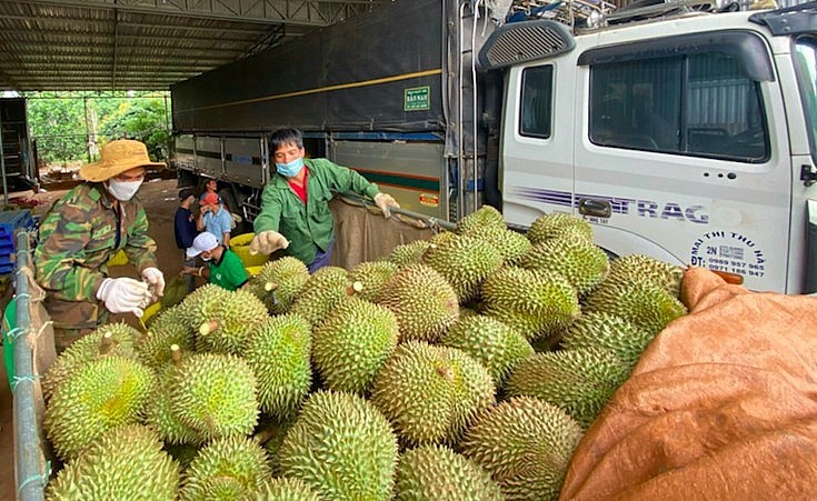 Các doanh nghiệp xuất khẩu đẩy mạnh thu mua sầu riêng tranh thủ đón sóng xuất khẩu. (Ảnh minh họa).