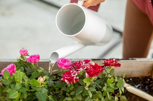 Trồng hoa hồng ban công có 4 “nỗi sợ”, tránh được chồi mới mọc tua tủa, hoa nở rộ