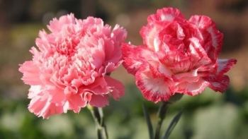 Ý nghĩa và công dụng của Hoa Cẩm Chướng