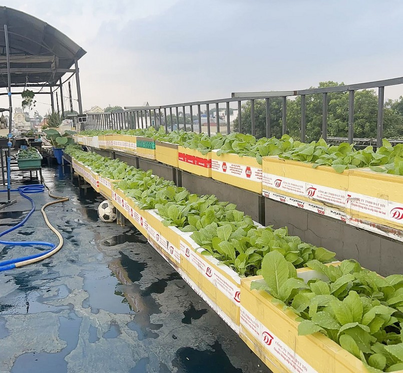Những thùng xốp được tận dụng để trồng rau xanh.