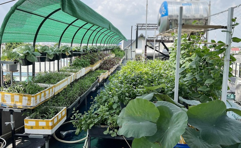 Vườn rau xanh mướt trên sân thượng của vợ chồng chị Lâm Oanh.