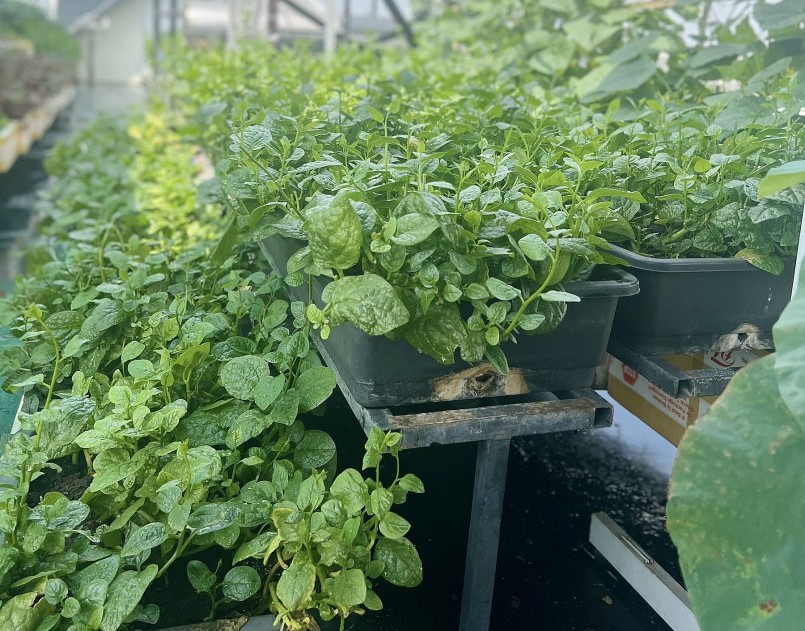 Những loại rau trong mùa hè rất tốt cho bữa ăn hàng ngày.