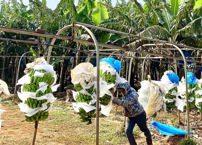 Vùng chuối Nam Mỹ trồng theo hướng nông nghiệp công nghệ cao, đạt tiêu chuẩn GlobalGAP, đáp ứng đầy đủ các tiêu chuẩn xuất khẩu. Vùng chuối Nam Mỹ trồng theo hướng nông nghiệp công nghệ cao, đạt tiêu chuẩn GlobalGAP, đáp ứng đầy đủ các tiêu chuẩn xuất khẩu.