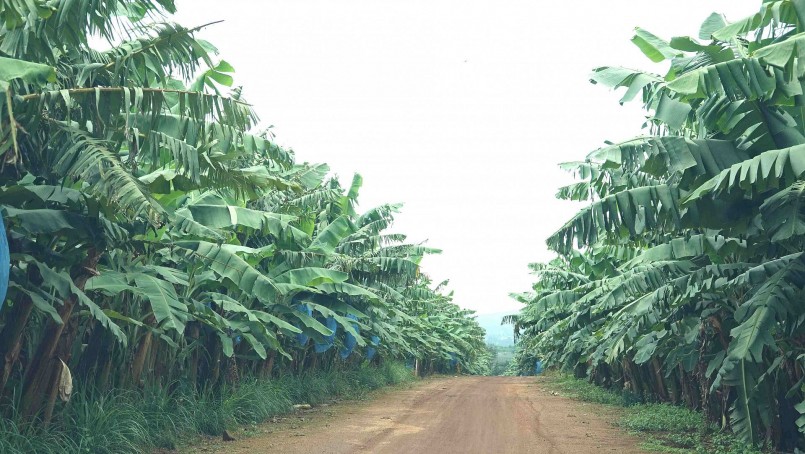Đường ra cánh đồng chuối Nam Mỹ tại huyện Đăk Đoa. Đường ra cánh đồng chuối Nam Mỹ tại huyện Đăk Đoa.