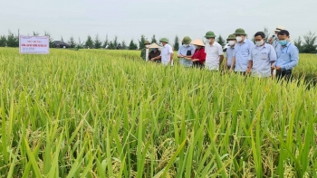 Hải Dương: Những vùng trồng lúa được cấp mã số đạt chất lượng cao