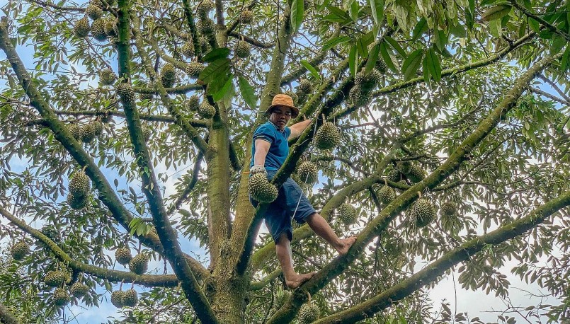 Thợ “gõ” leo tít lên cây test từng quả sầu riêng.
