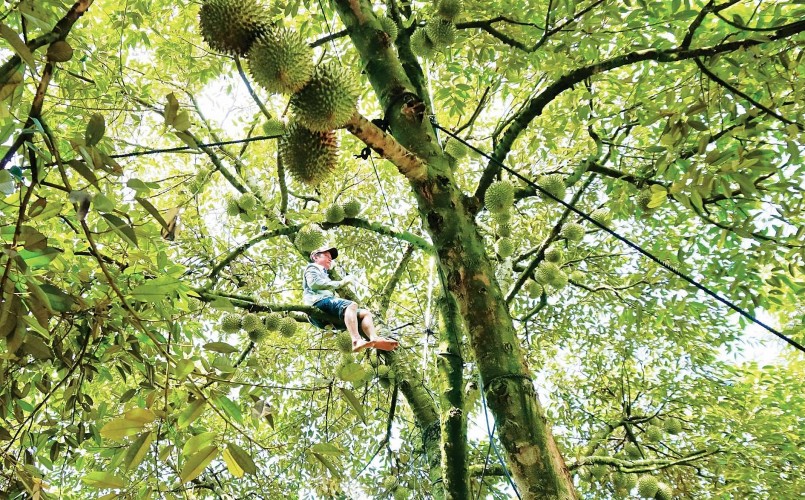 Nghề gõ sầu riêng tuy có thu nhập cao nhưng lại là một công việc nguy hiểm, tiềm ẩn nhiều rủi ro.