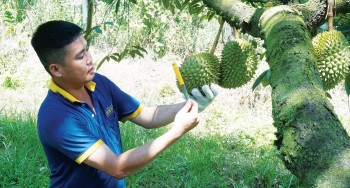 Nghề lạ theo trái sầu riêng chỉ cầm dao gõ mỗi ngày trả công tiền triệu