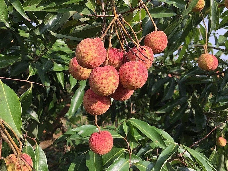 Vải u hồng vào vụ