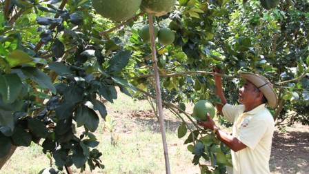 Bưởi Phước Bình (Ninh Thuận) được cấp mã số xuất khẩu sang Mỹ