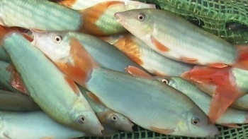 Bỏ công việc ổn định về quê nuôi cá, chọn loại cá VIP cho nhà hàng bất ngờ lãi nửa tỷ mỗi năm