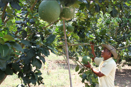 Bưởi miền núi Phước Bình được Bộ Nông nghiệp Hoa Kỳ phê duyệt đủ điều kiện xuất khẩu sang thị trường nước này, trong thời gian tới Bưởi miền núi Phước Bình được Bộ Nông nghiệp Hoa Kỳ phê duyệt đủ điều kiện xuất khẩu sang thị trường nước này, trong thời gian tới