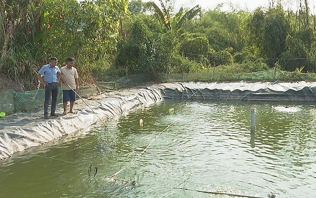 Mô hình nuôi cá lăng, cá chạch trao ao của anh Nguyễn Hoàng Anh Quốc ở xã Lộc Hiệp (huyện biên giới Lộc Ninh).