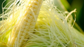 Chữa "bách bệnh" với nhiều món ăn từ râu ngô