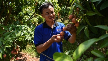 Chưa trọn niềm vui vải thiều được mùa nông dân Tân Yên thấp thỏm nỗi lo rớt giá