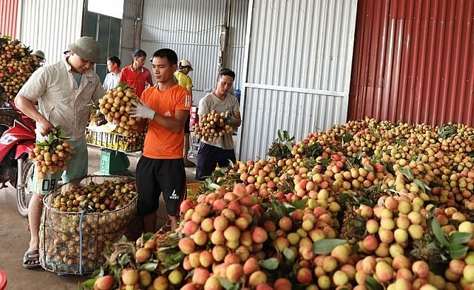 Vùng vải thiều chín sớn Tân Yên bước vào vụ thu hoạch.