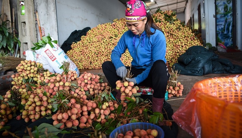 Chị Vi Thị Ngọc - thương lái ở xã Giáp Sơn cho biết: Năm nay giá vải thiều thất thường đến ngày 31/5 thì còn khoảng 10-18 nghìn đồng/kg.