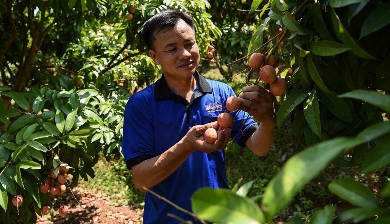 Với khoảng 1,2ha vải thiều của gia đình anh Ngô Văn Cường đã được doanh nghiệp ký kết, bao tiêu với mức giá 35 nghìn đồng/kg.