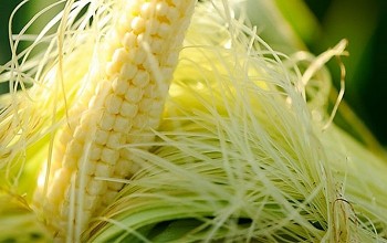 Chữa "bách bệnh" với nhiều món ăn từ râu ngô