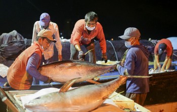 Xuất khẩu cá ngừ sang Chile đạt mức tăng trưởng cao