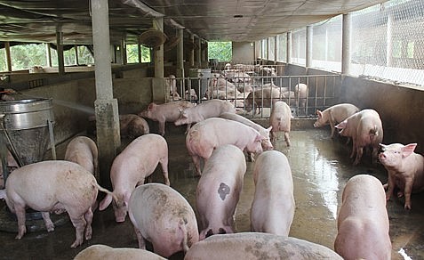 Giá heo hơi hôm nay (02/6) giảm do nhu cầu thực phẩm thấp trong ngắn hạn.