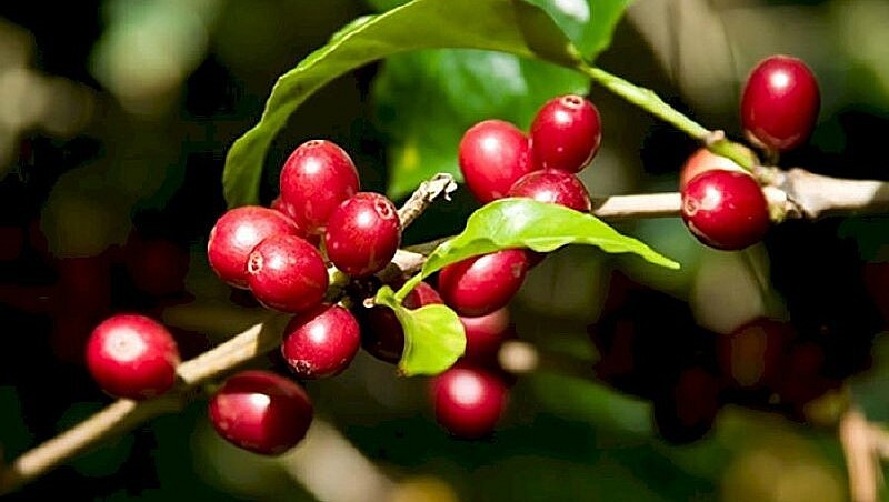 Giá nông sản hôm nay (02/6), giá cà phê trong nước cũng bất ngờ tăng vọt 1.000 đồng/kg, hiện giao dịch trung bình ở mức 61.600 đ/kg.