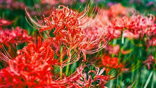 4 loại hoa được mệnh danh là "cỗ máy ra hoa", hương thơm độc đáo nhưng lại mang độc tố