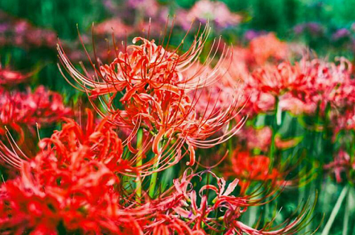 4 loại hoa được mệnh danh là "cỗ máy ra hoa", hương thơm độc đáo nhưng lại mang độc tố