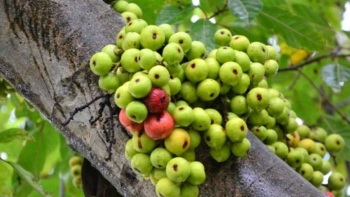 Loại quả ở quê đi xin cũng được cả rổ, đem phơi khô người thành phố thích mê, giá 200.000 đồng/kg