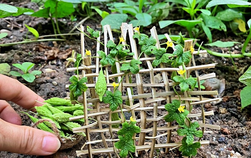 Giàn khổ qua trong khu vườn đất sét, một trong những tác phẩm thu nhỏ yêu cầu sự tỉ mỉ và kỹ thuật rất cao của chị Phượng.