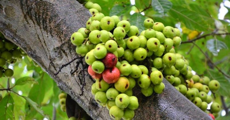 Sung tươi được rao bán giá từ 10.000 - 30.000 đồng/kg.