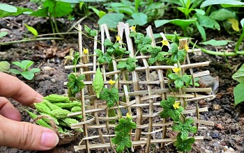 Khu vườn siêu lạ đủ loại rau xanh trái ngọt miền Tây nhưng vì sao chỉ được ngắm không được ăn?