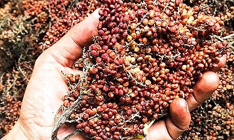 Quả muối rừng được săn lùng để bán cho các nhà hàng lớn. Quả muối rừng được săn lùng để bán cho các nhà hàng lớn.