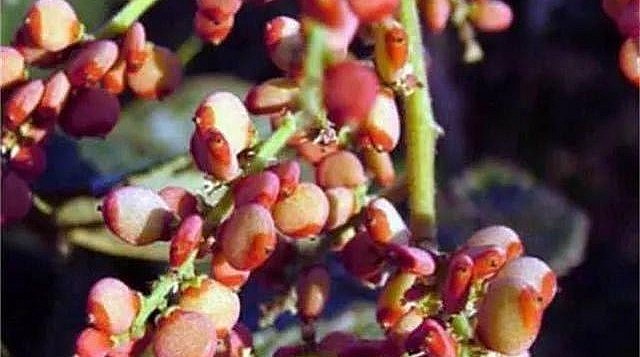 Cây muối rừng và quả muối rừng có nhiều công dụng điều trị bệnh. Cây muối rừng và quả muối rừng có nhiều công dụng điều trị bệnh.