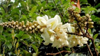 Tác dụng chữa bệnh của cây cát sâm