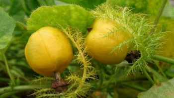 Uống cây lạc tiên có giảm cân không?