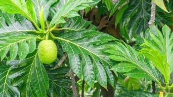 Trồng cây tên lạ bán giống ra cả nước ngoài, cứ cắt nhánh đếm tiền nửa tỷ mỗi năm