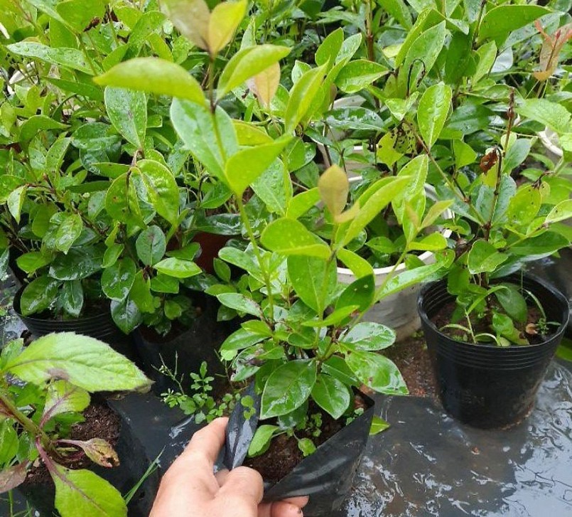 Ông Phúc cung cấp cây ổi Nhật để làm cây cảnh.