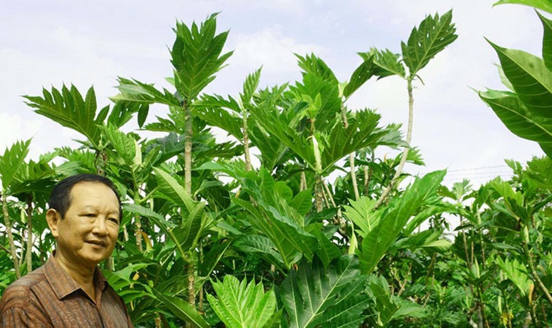 Vựa sa kê giống và ổi Nhật của ông Phúc đem lại lợi nhuận 500 triệu mỗi năm.