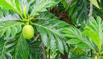 Trồng cây tên lạ bán giống ra cả nước ngoài, cứ cắt nhánh đếm tiền nửa tỷ mỗi năm