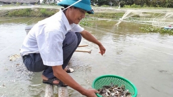 Loài cá bổ toàn thân ví "nhân sâm dưới nước" lại được nuôi dễ dàng, nông dân lãi đều 100 triệu