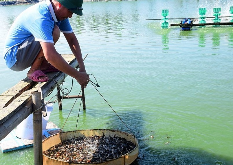quy trình nuôi chạch sụn cũng giống như nuôi tôm, phải xử lý nguồn nước sạch bệnh và sử dụng quạt nước trong ao để cung cấp nguồn ô xy đầy đủ.