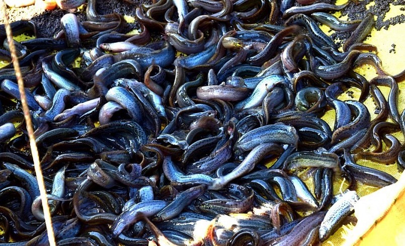 Hiện nay, chạch sụn đạt trọng lượng trên dưới 40 con/kg thương lái thu mua với giá 75.000 - 80.000 đồng/kg.