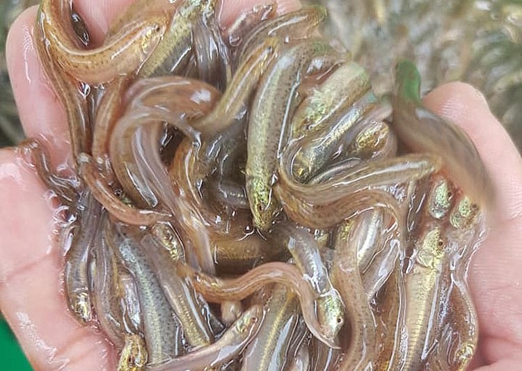 Khi nuôi cá chạch sụn trong ao đất cần lưu ý chọn mua con giống chất lượng.