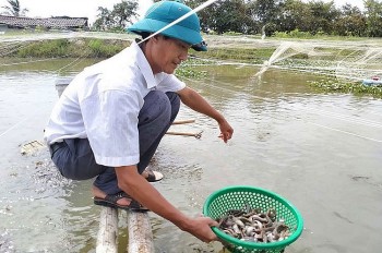 Loài cá bổ toàn thân ví "nhân sâm dưới nước" lại được nuôi dễ dàng, nông dân lãi đều 100 triệu