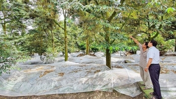 Đối mặt với hạn mặn, nhà vườn Vĩnh Long lộ bí quyết xử lý để sầu riêng phát triển an toàn